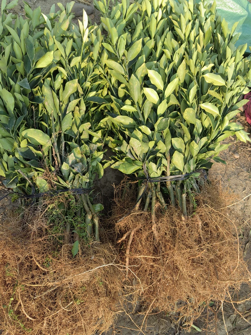 绿植花卉 一物一拍