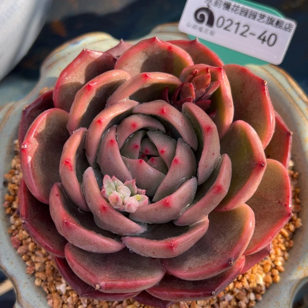 从前慢多肉精选编号0212.40