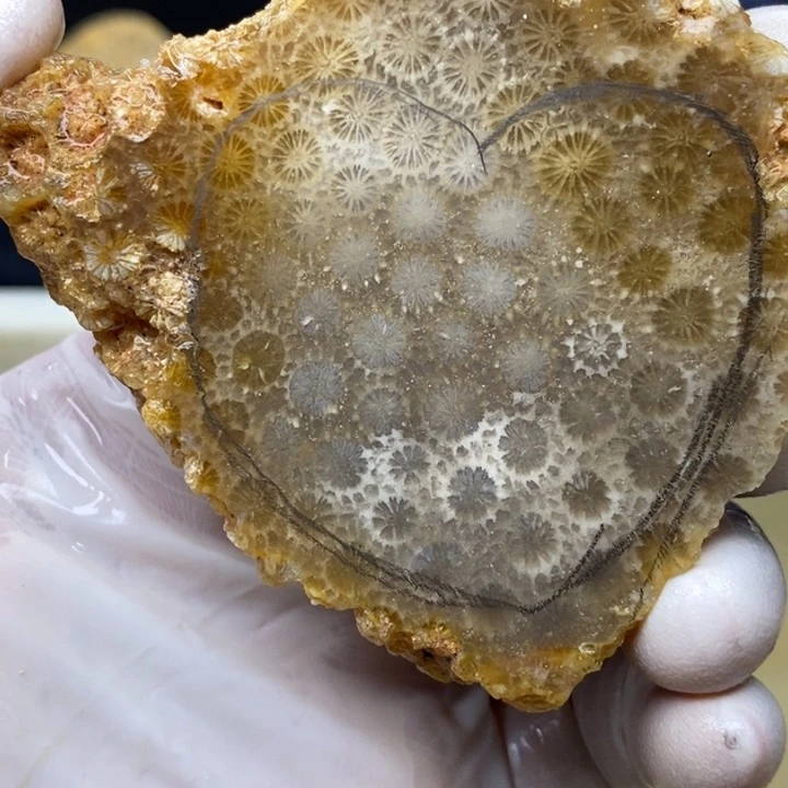 【闪购商品】未镶嵌珊瑚玉硅化玉