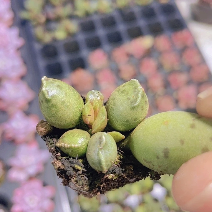 小海豹【满10颗包邮】