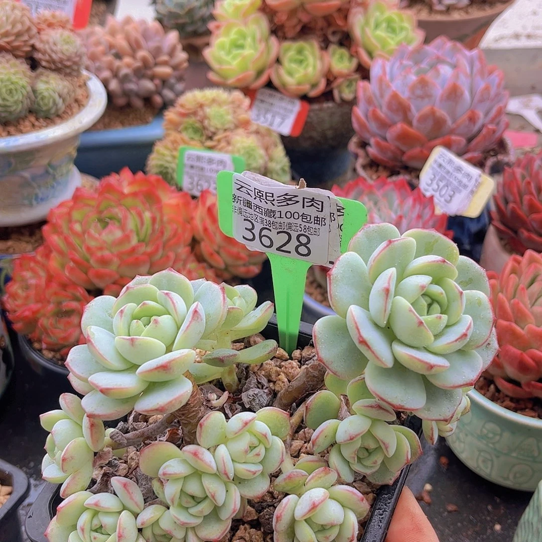 3628香草。