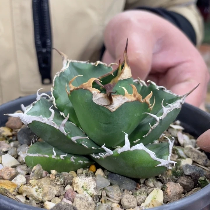 【闪购商品】立可白 燈養