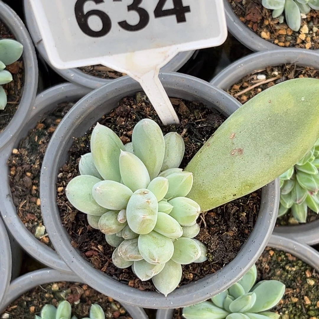 多肉植物胖体哥特群634