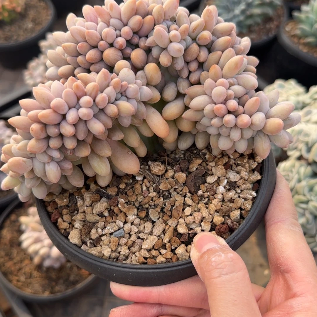 多肉植物一物一拍