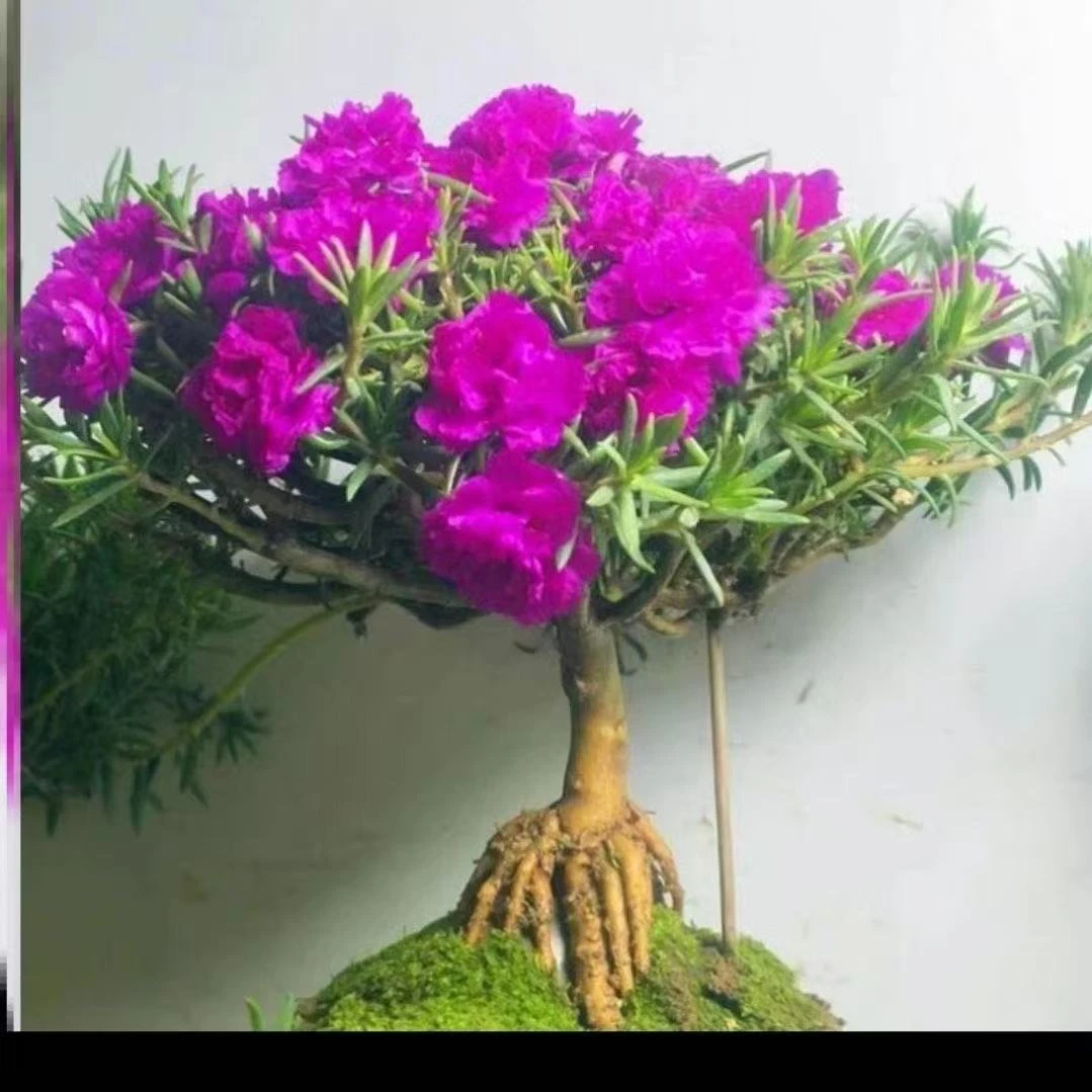 老桩重瓣太阳花苗老桩带花苞宿根混色大花植物带根盆栽绿植花卉