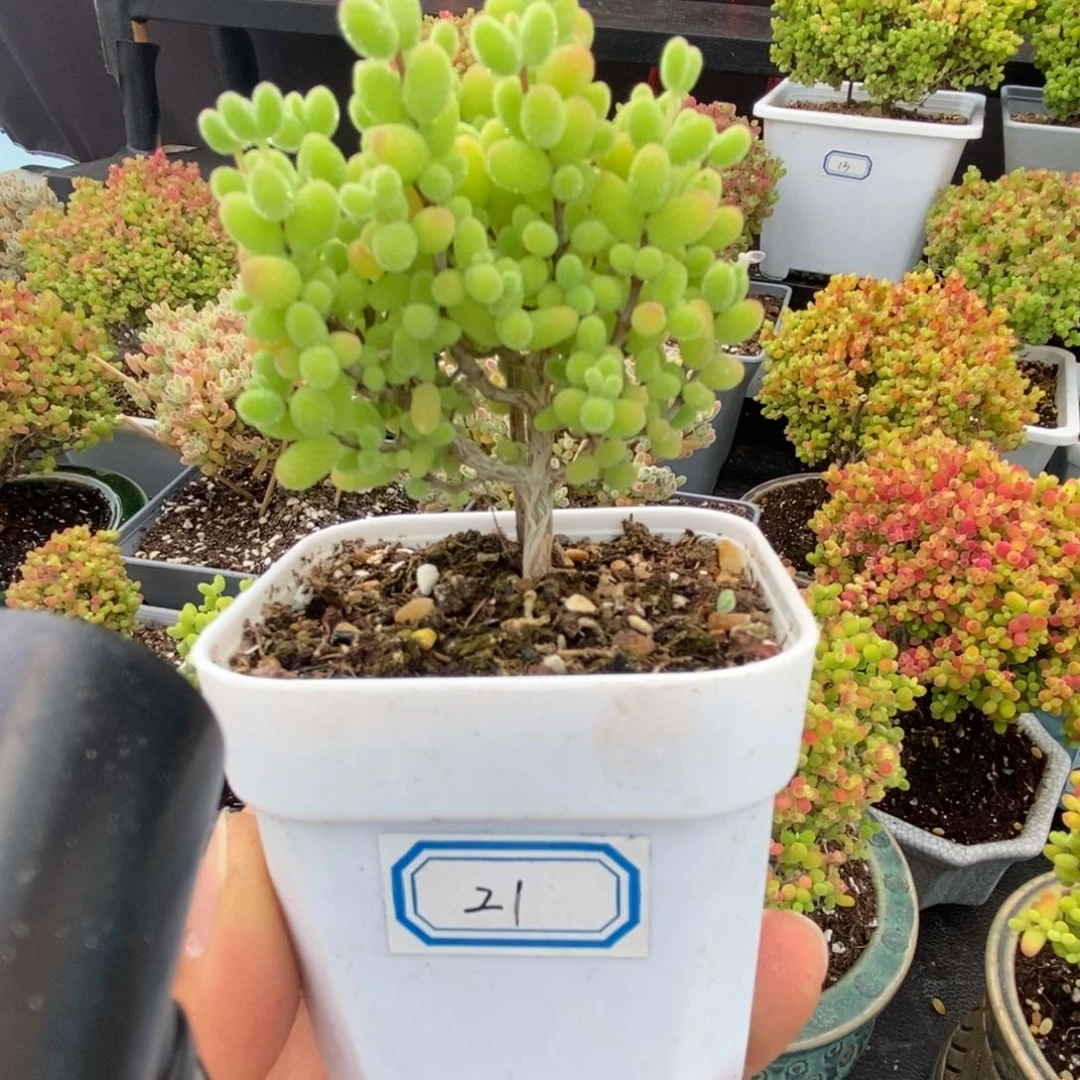 云****肤21号优选金桔多肉