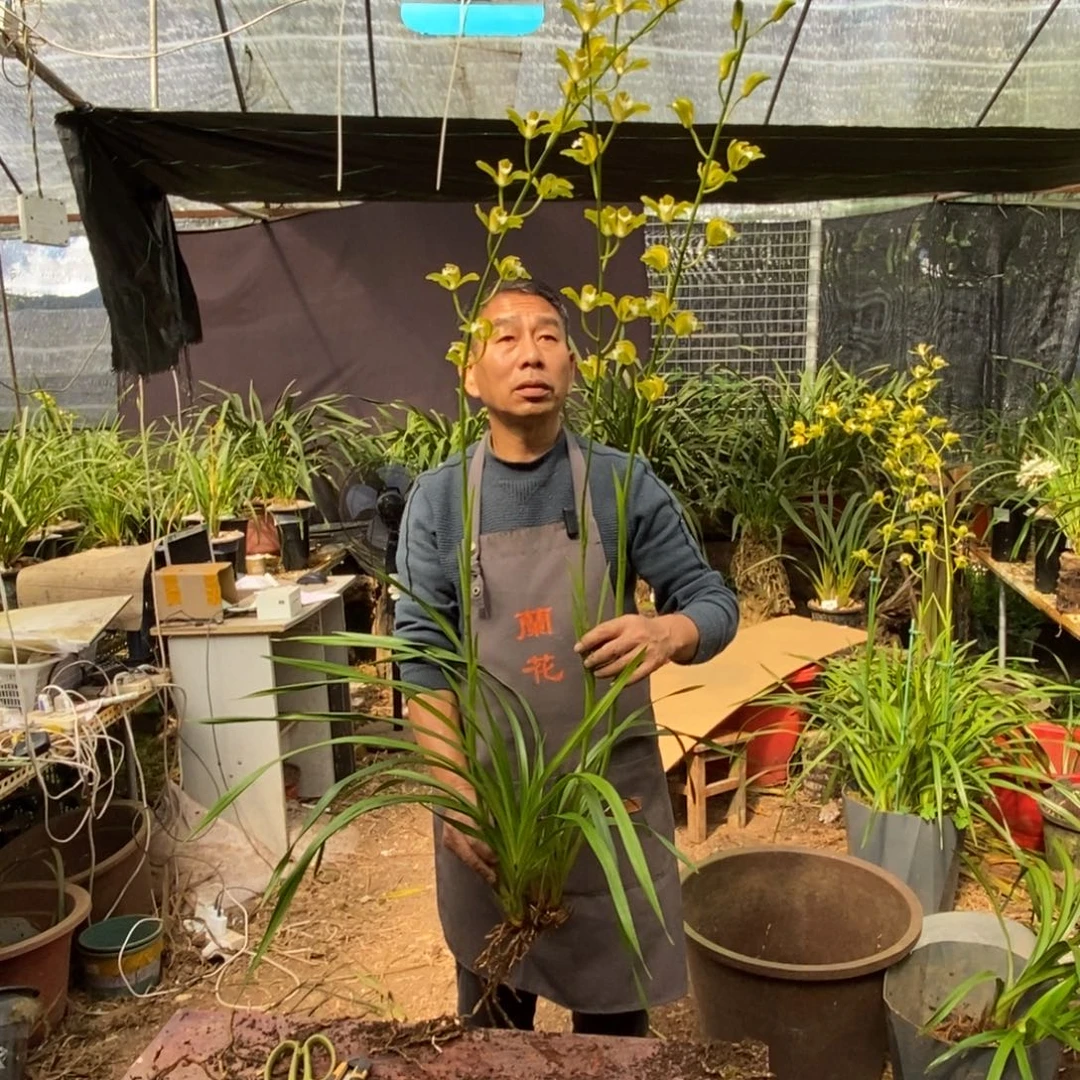 完全开放1青和素虎头兰