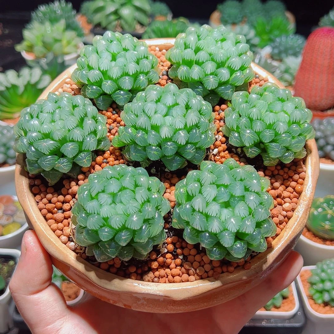 糯姬3颗多肉多肉多肉