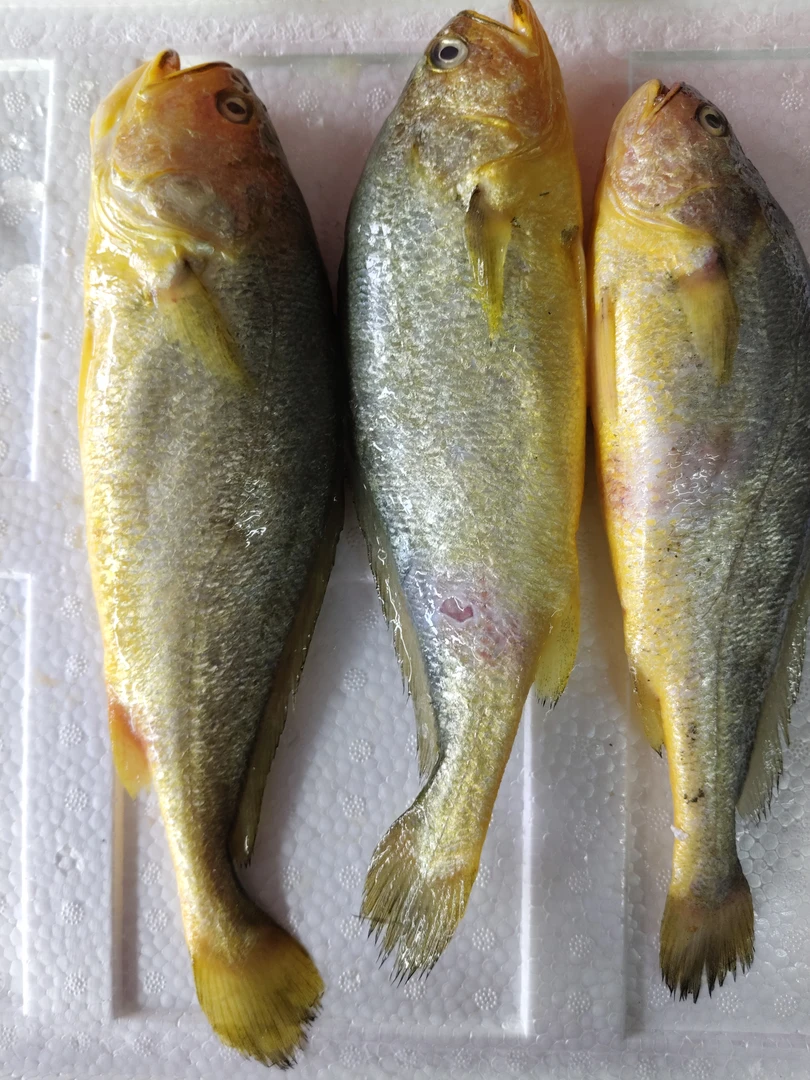 大黄花鱼3条5.6斤