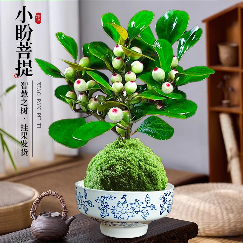 小盼菩提树带果盆景盆栽植物四季常青室内禅意摆件办公室客厅桌面