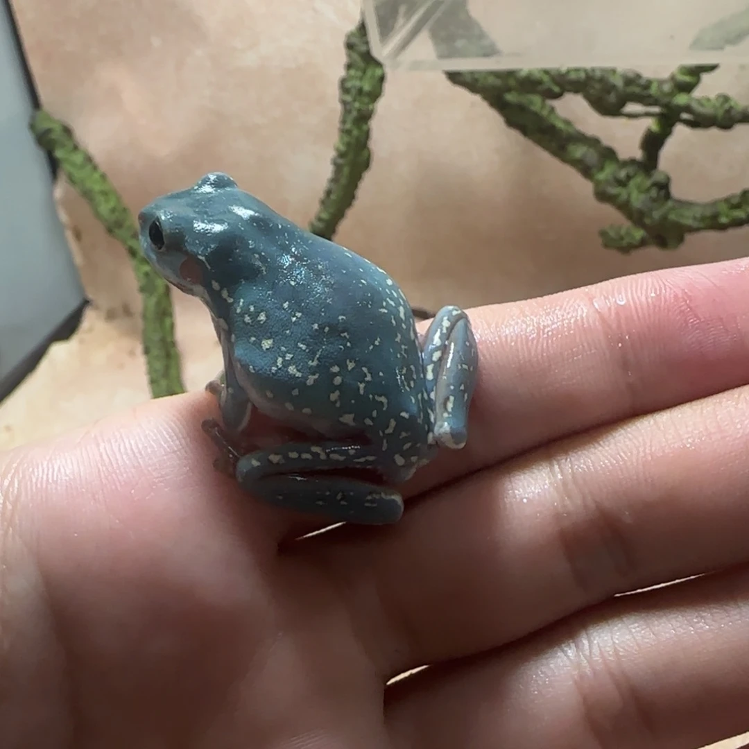 老爷树蛙小暴雪奥蓝