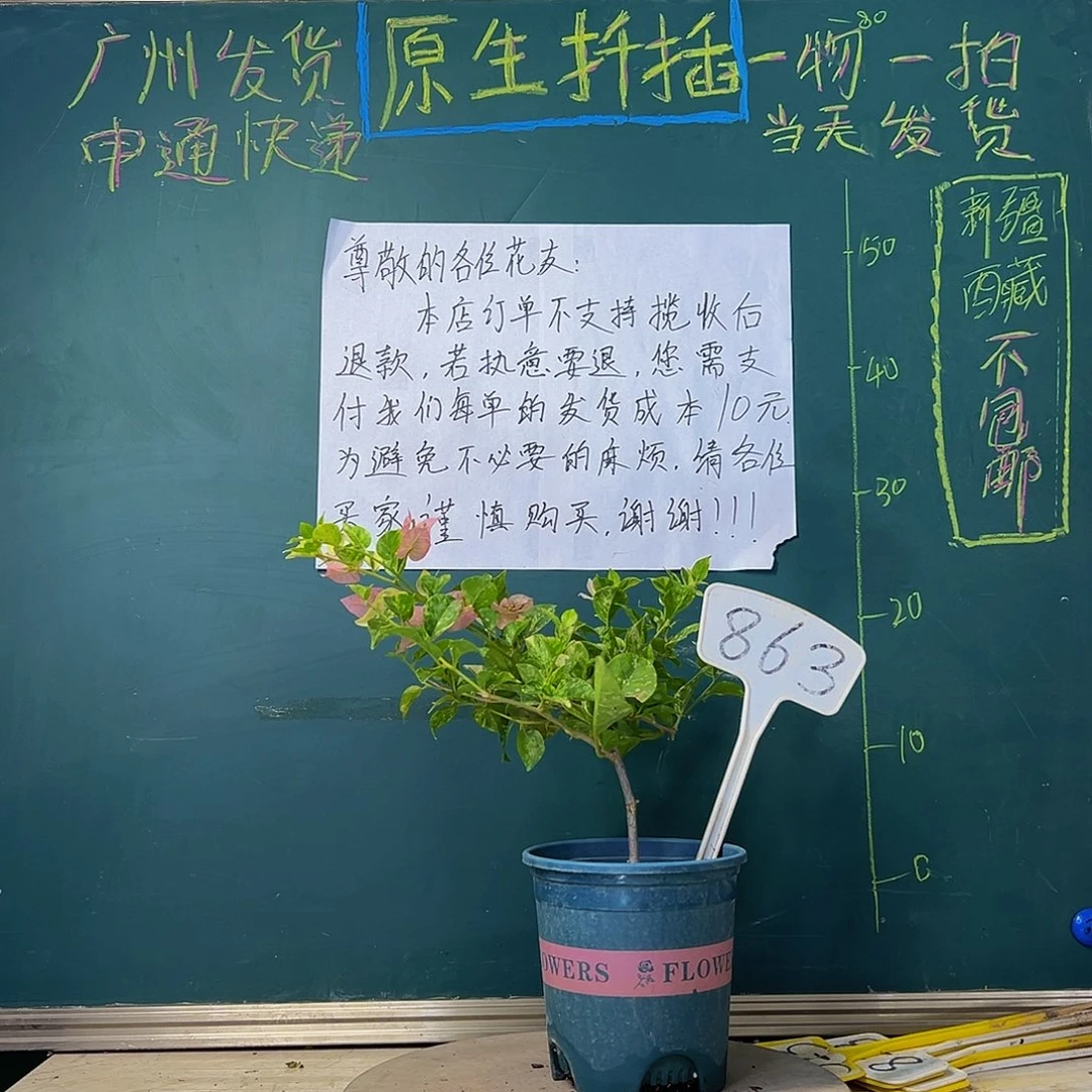 当前无花栽培后可以开花炸 斑叶米罗863