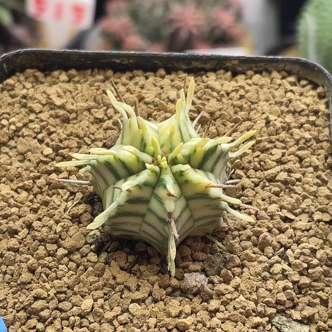 斑马锦大戟仙人球