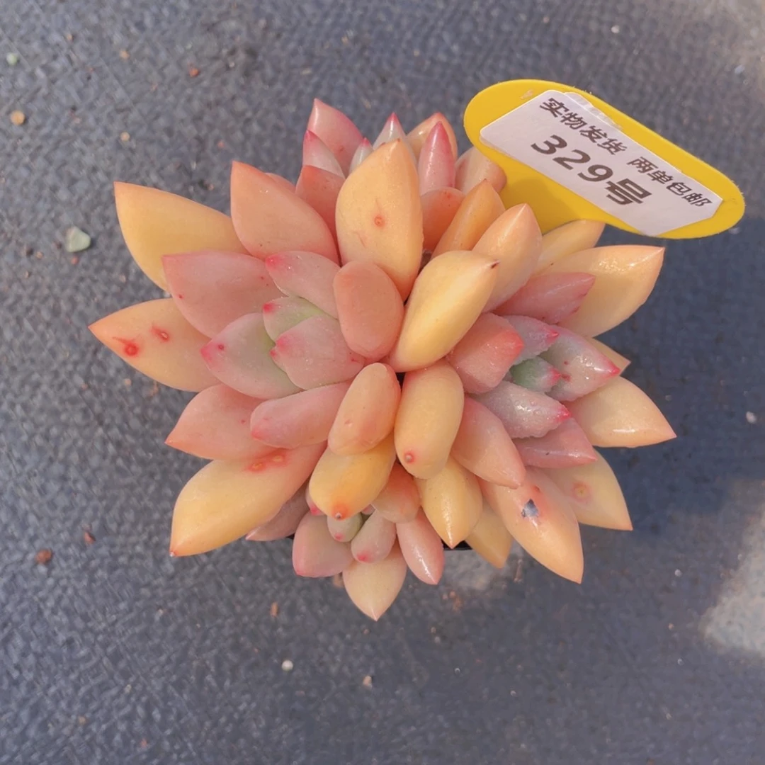 329号桃花源手捧大群生一个脱土发