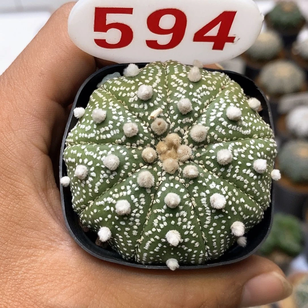 594九愣福利岩田福利