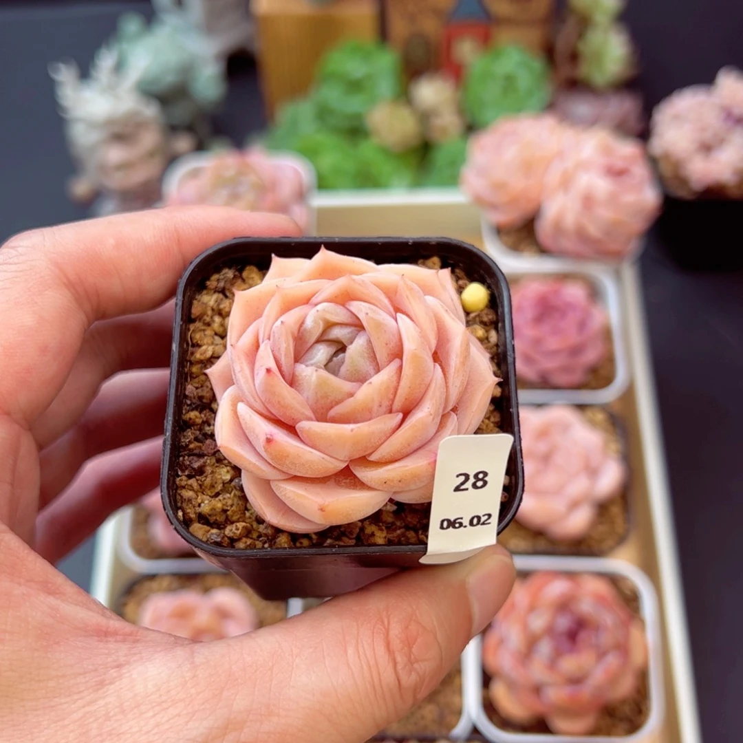 好好看28、哈哈哈哈