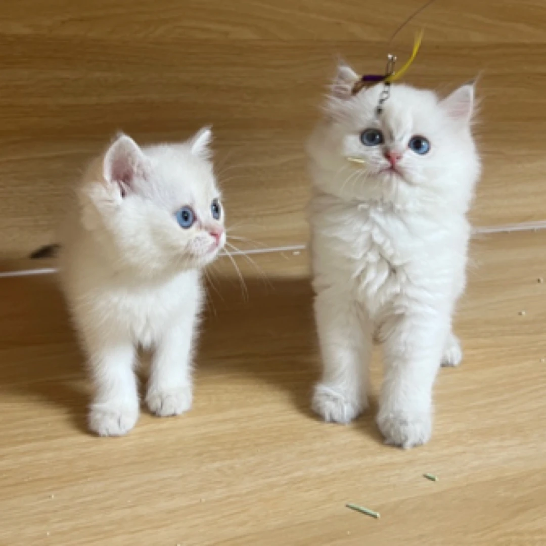 蓝金重点色 蓝金点 大蓝眼睛 长毛短毛 活体专用链接