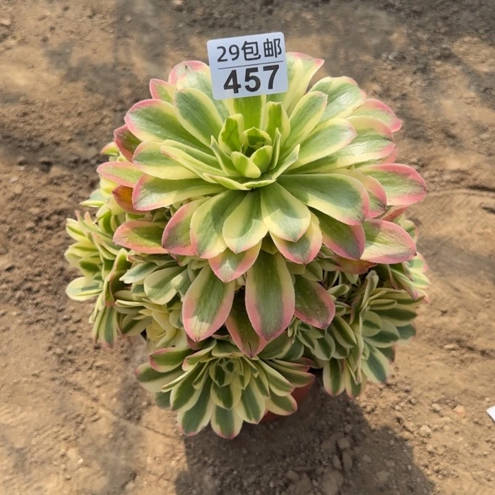 ✈️**辛尼亚……多肉植物……