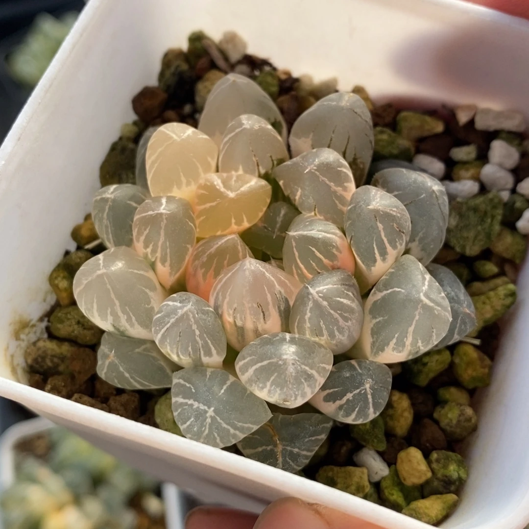 一颗实生玉露锦 特价