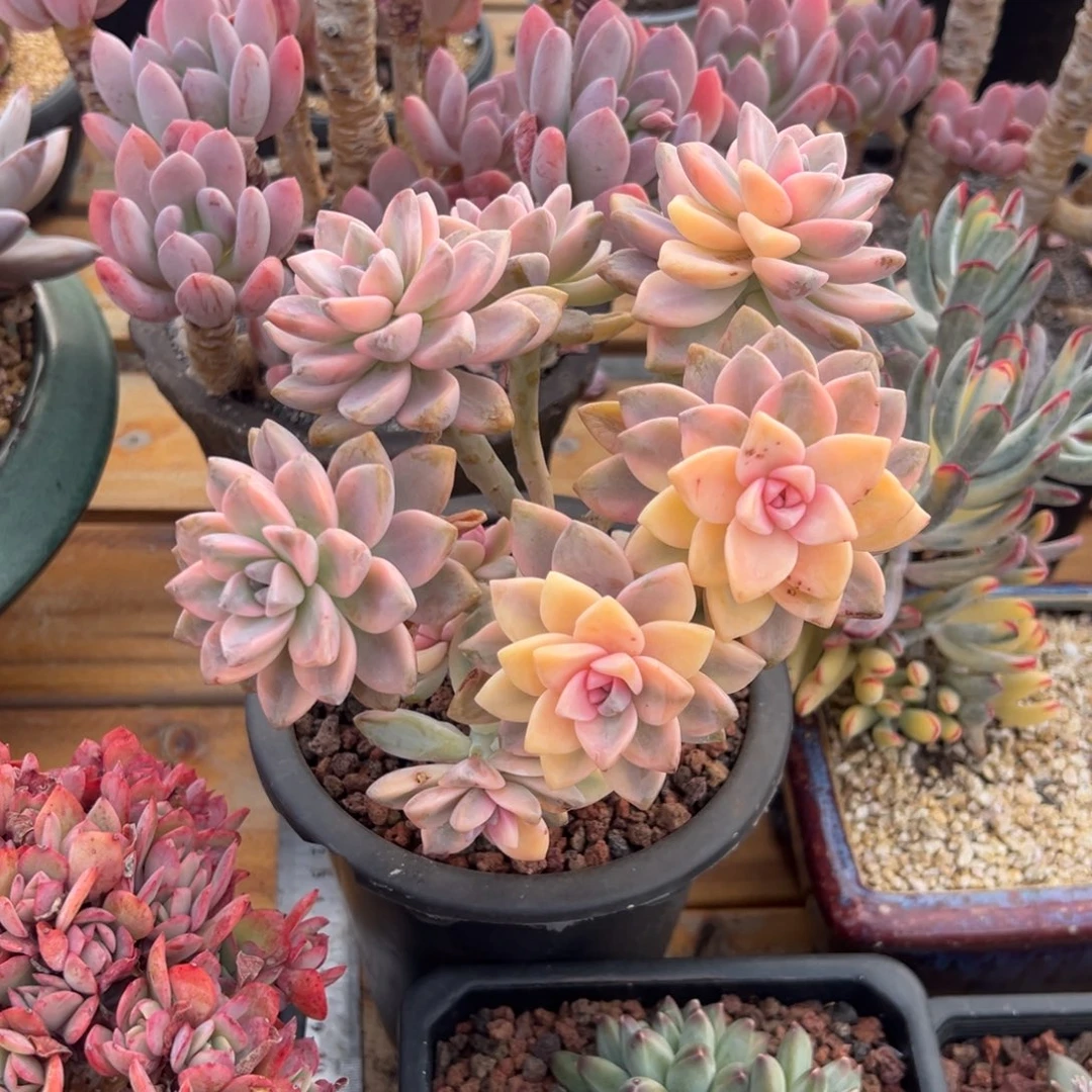 多肉淡雪锦【非偏远满18包邮】