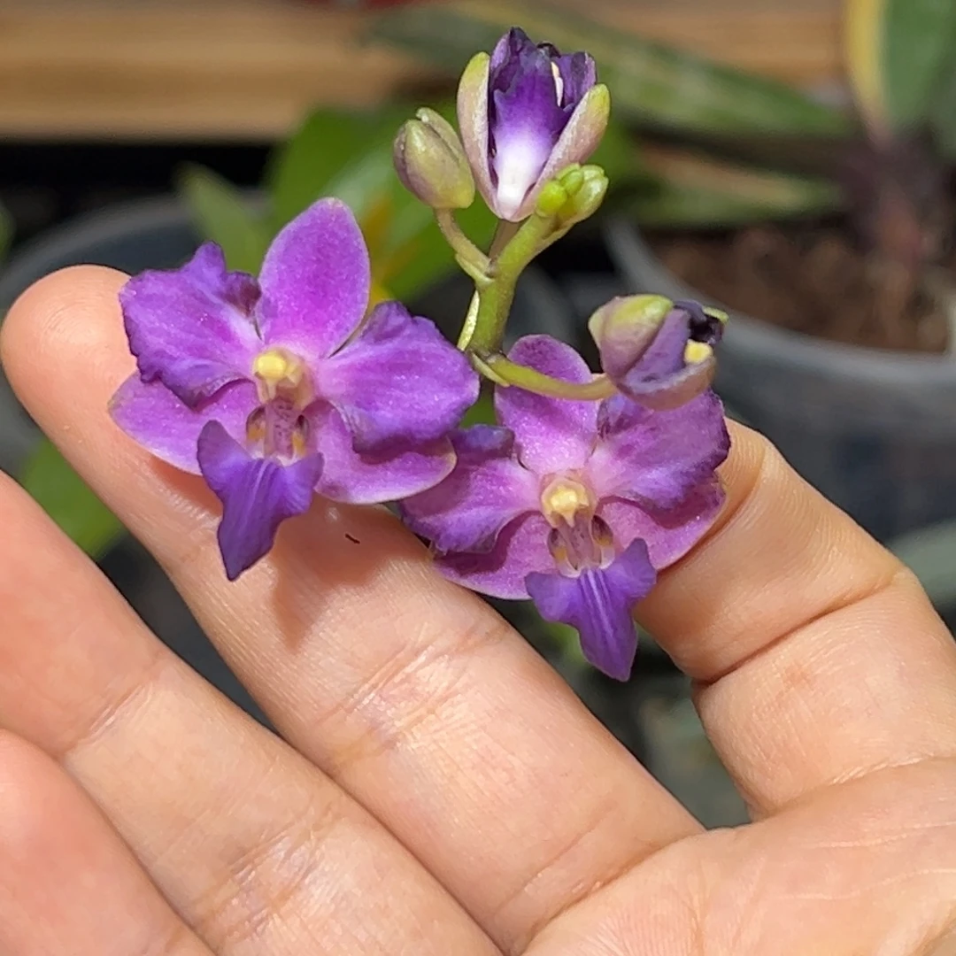 大部分花苞少量开放茅舍蓝变种