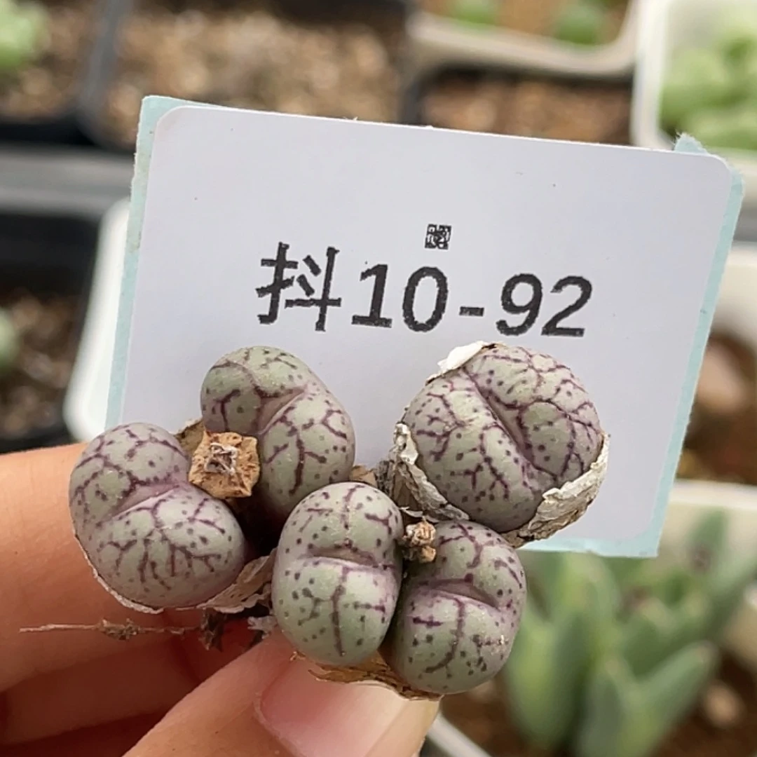 10-92肉锥多肉植物