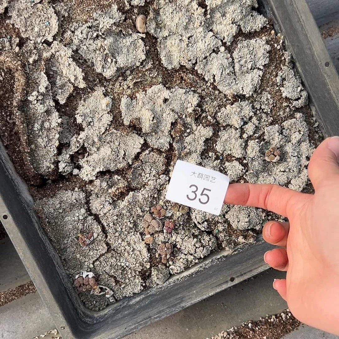 清框脱土发默认个别有疤35