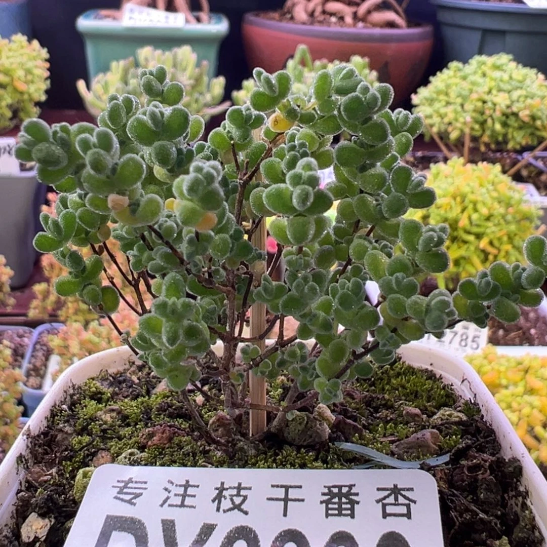 2809莱斯一物一拍
