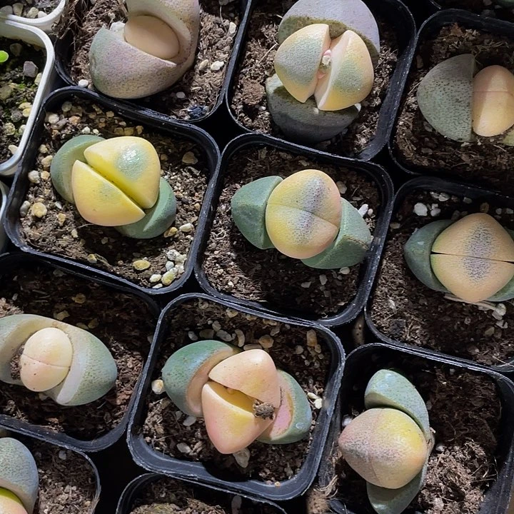 粉元宝5.8带盆土发