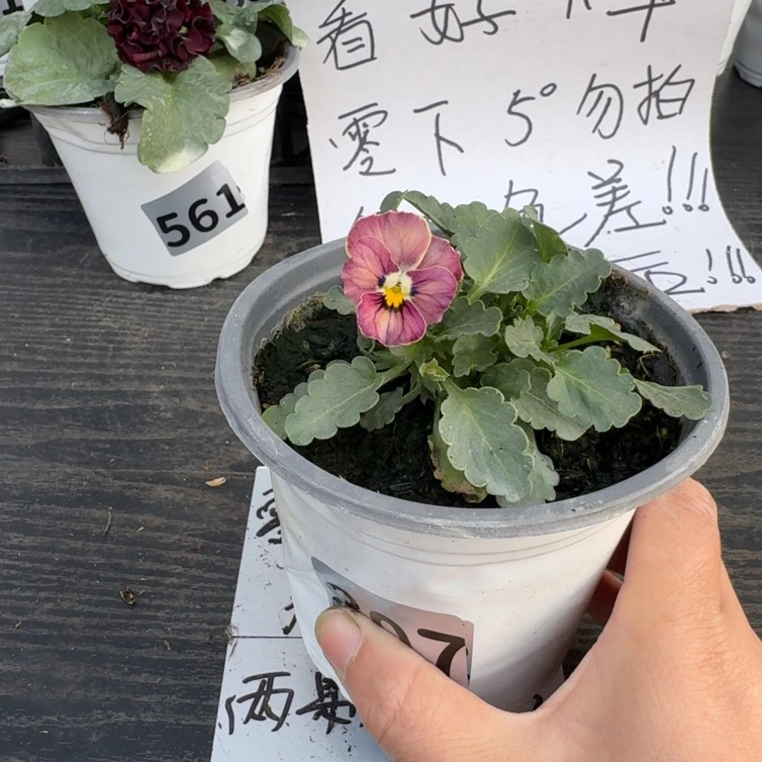 全部花朵807号心跳