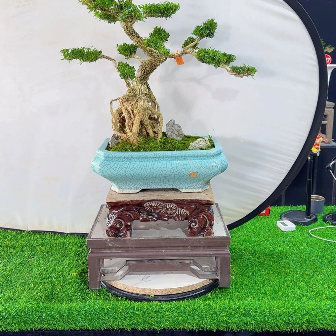 当前无花朵，栽培后可花朵