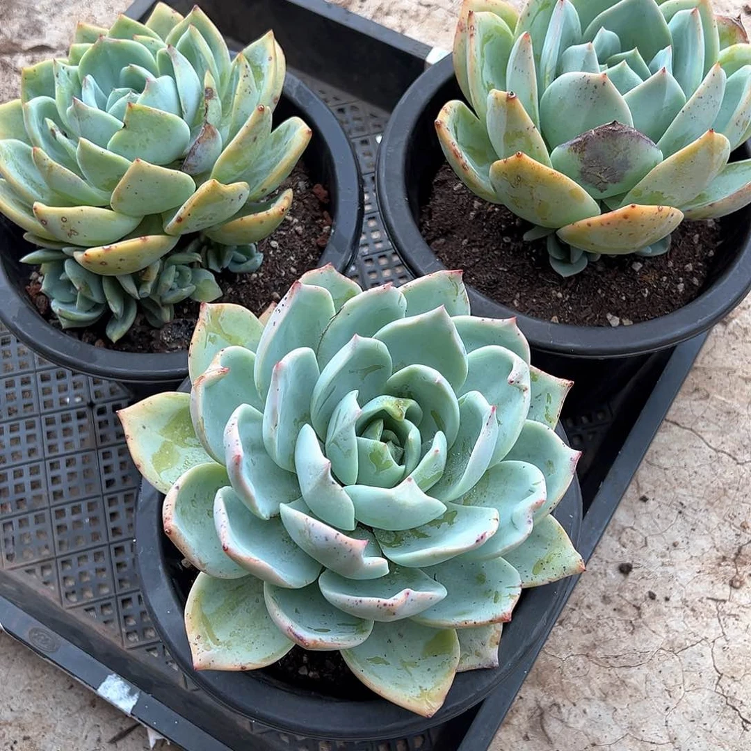 朱***爷多肉植物一物一拍