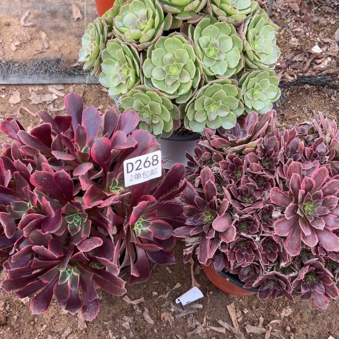 268多肉  3颗不包断头