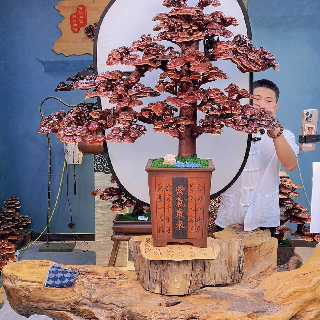 无花朵888888888888888