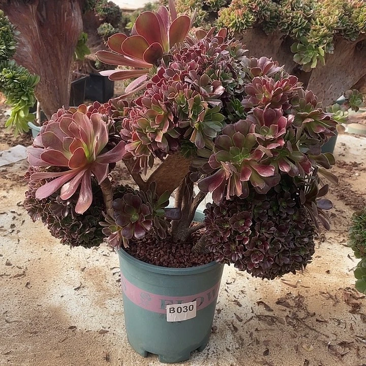 B030欧紫缀化自然朵朵老桩58-1脱土包邮