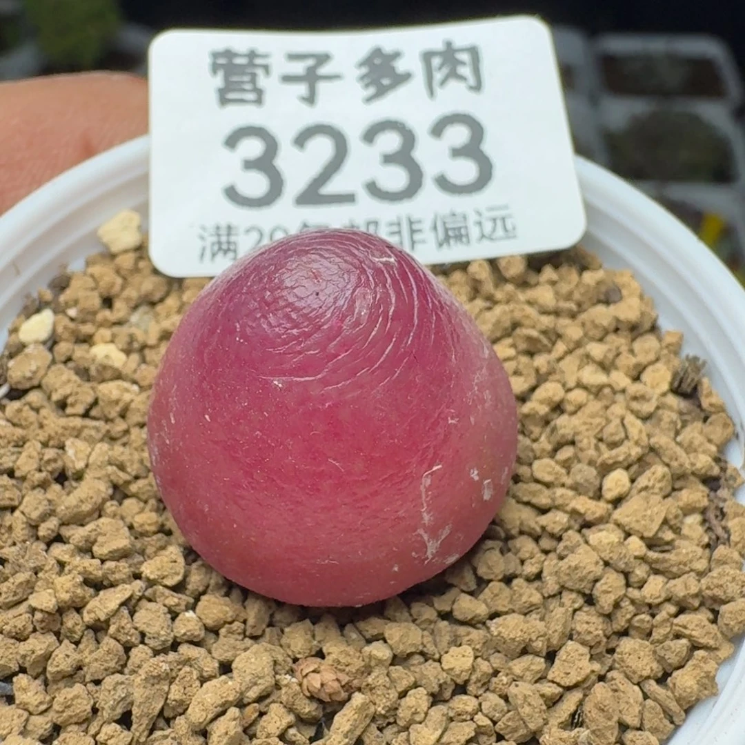 灯泡2.1带盆土。