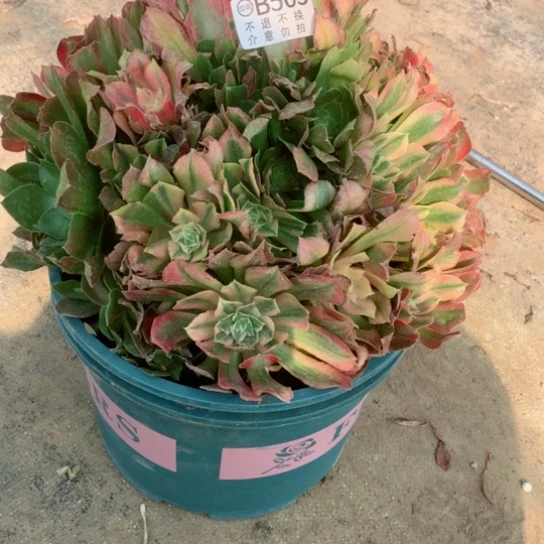 多肉植物光辉505