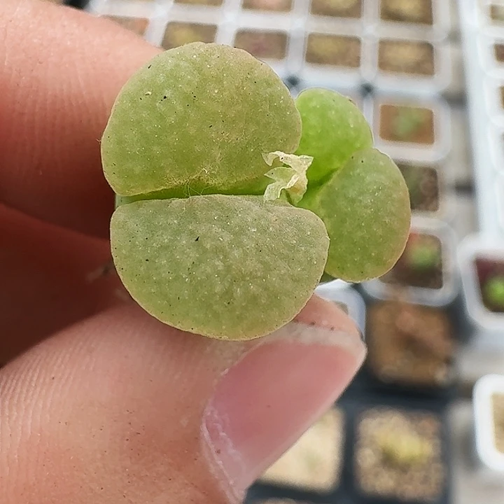 无花朵栗****干多肉植物282