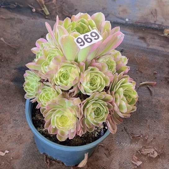 亮***笑一颗多肉法师植物