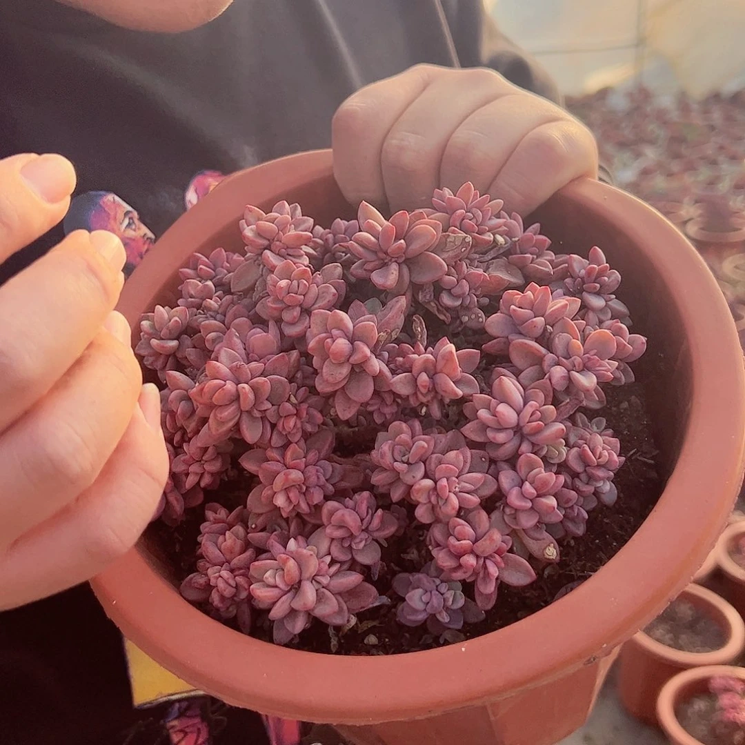 紫心多头大盆群多肉