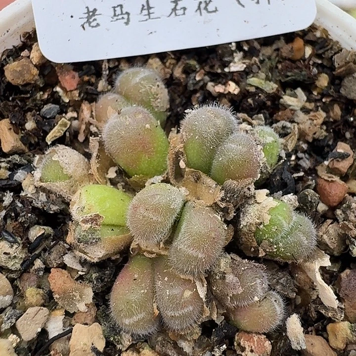 老马生石花毛球2151