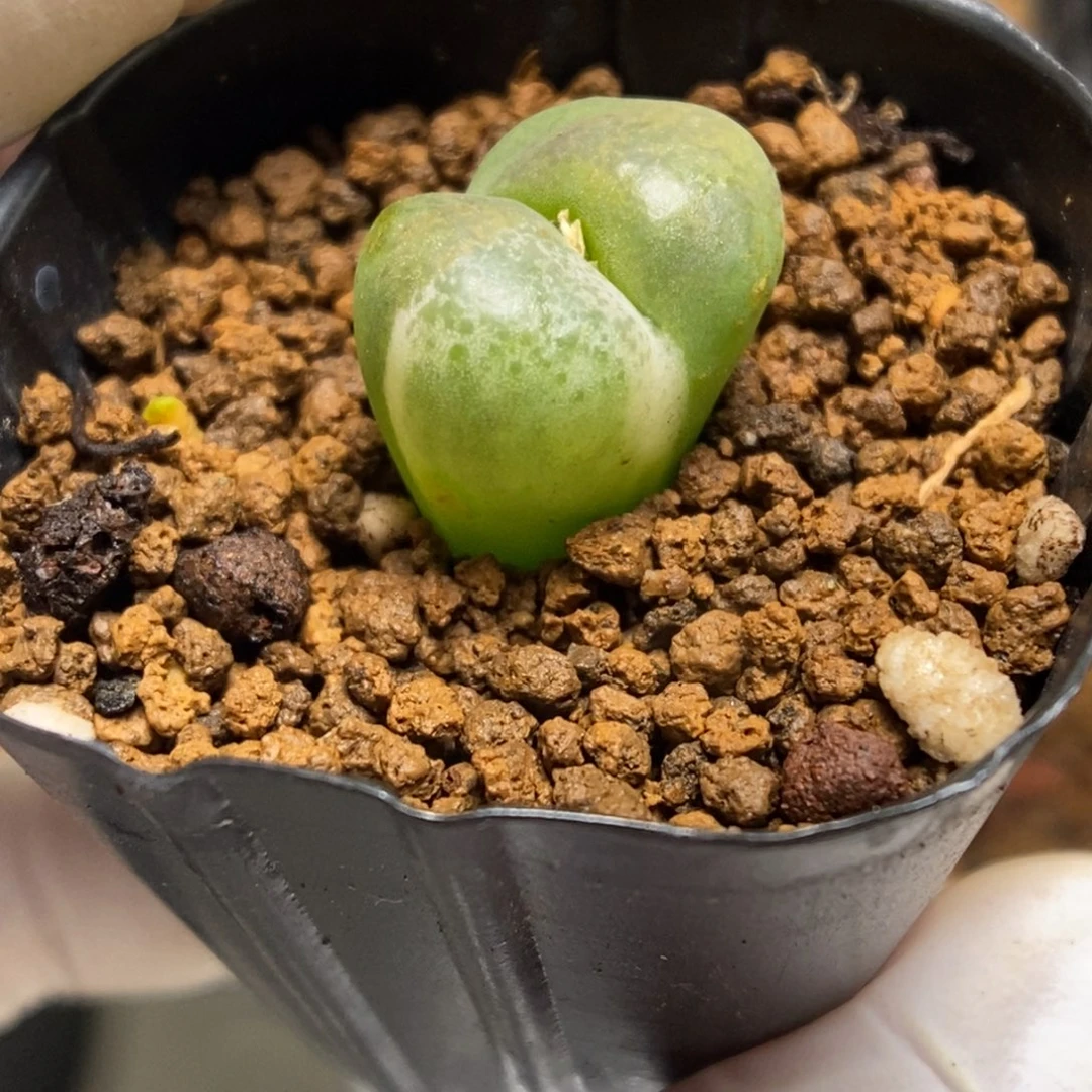 多肉植物肉锥杂交K-4921 风铃杂 锦