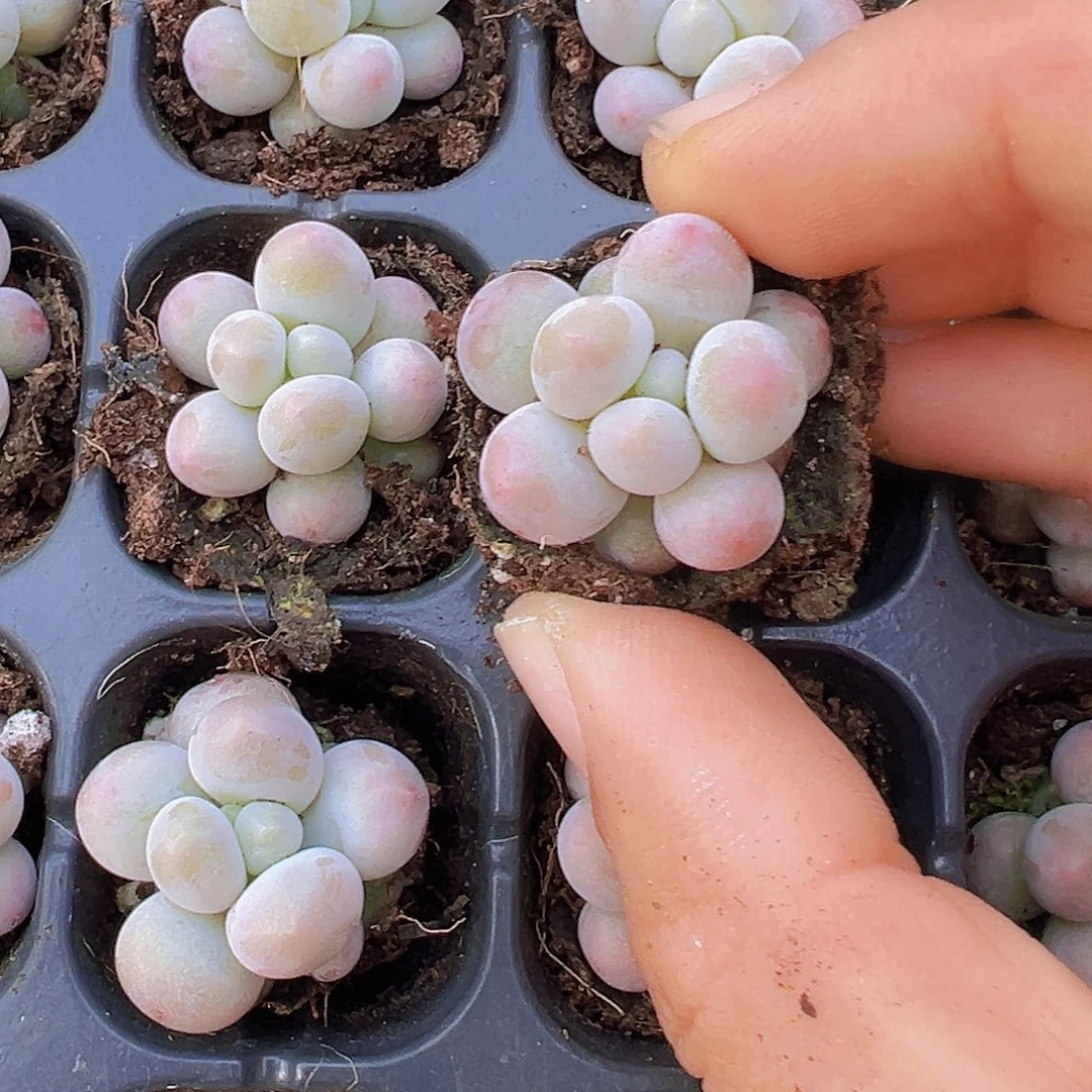 汤圆苗5颗多肉植物