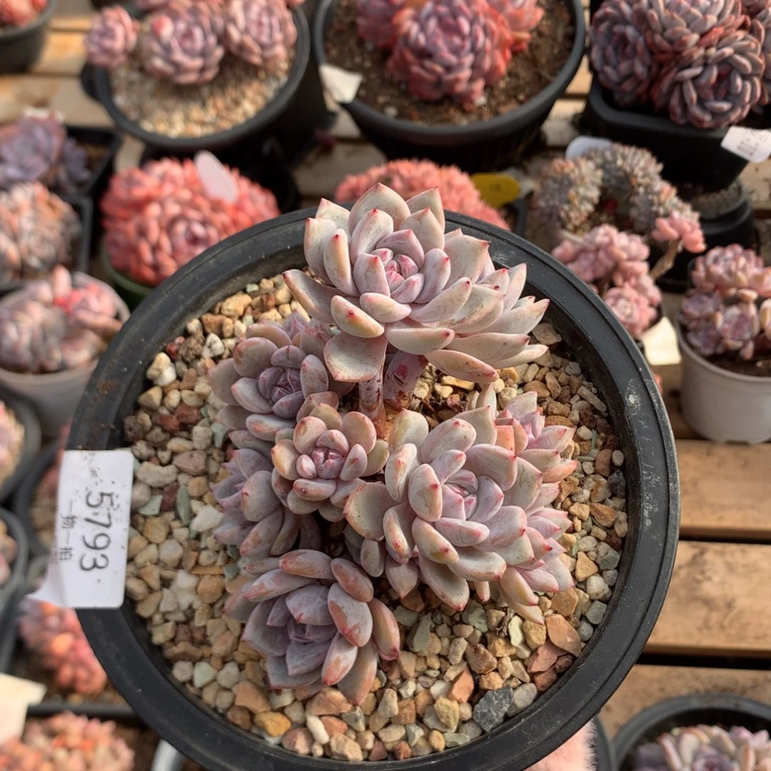 12厘米12头小树石榴籽 小脸 5793