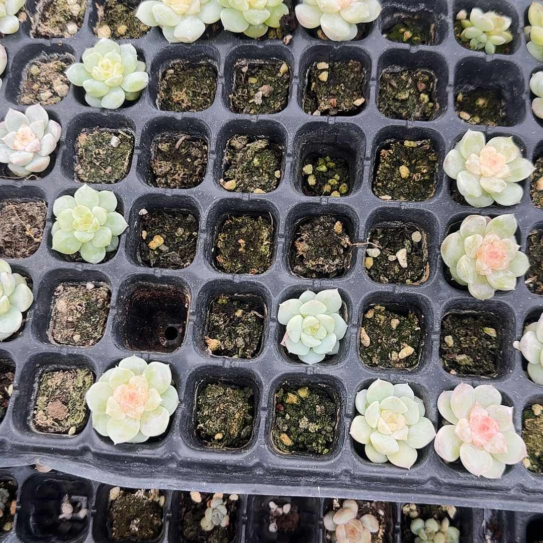 祥云穴一个满25包邮
