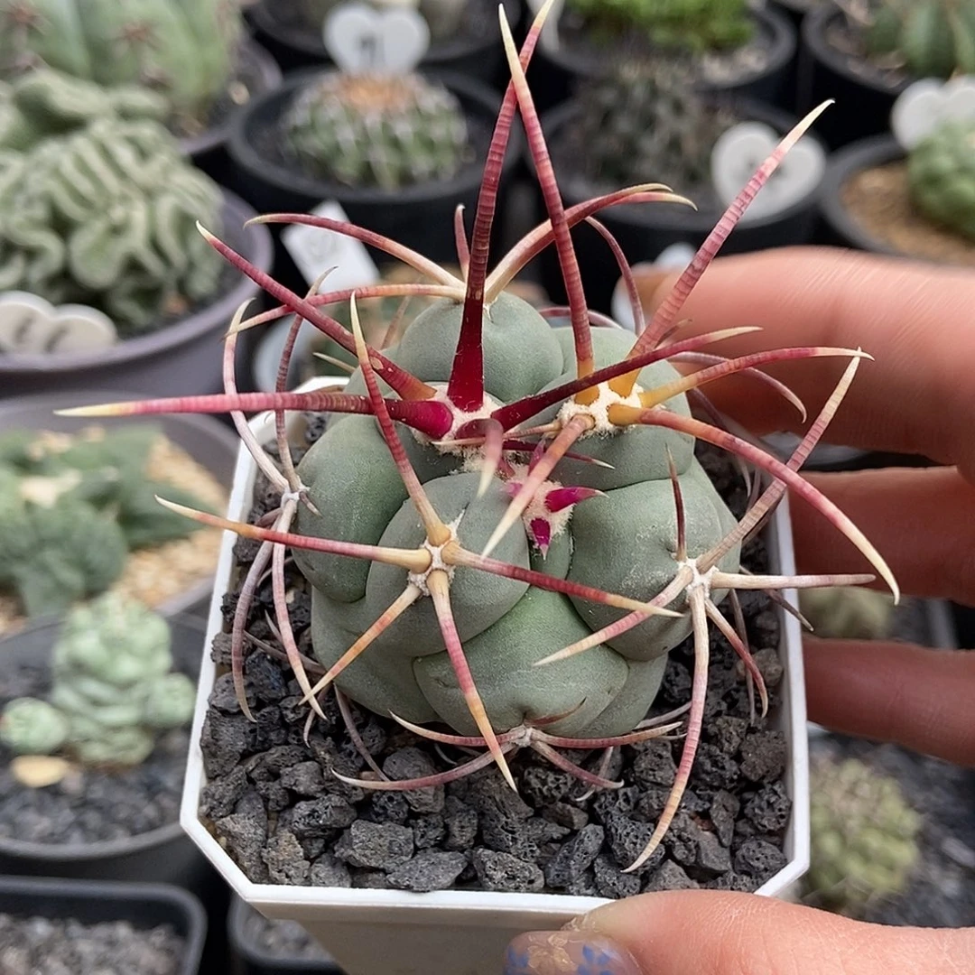 微***肌实生高木绯冠龙仙人球