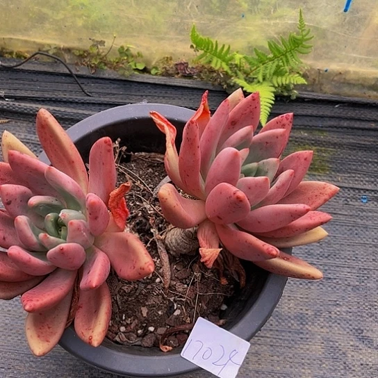 阿***1桃花源群17024