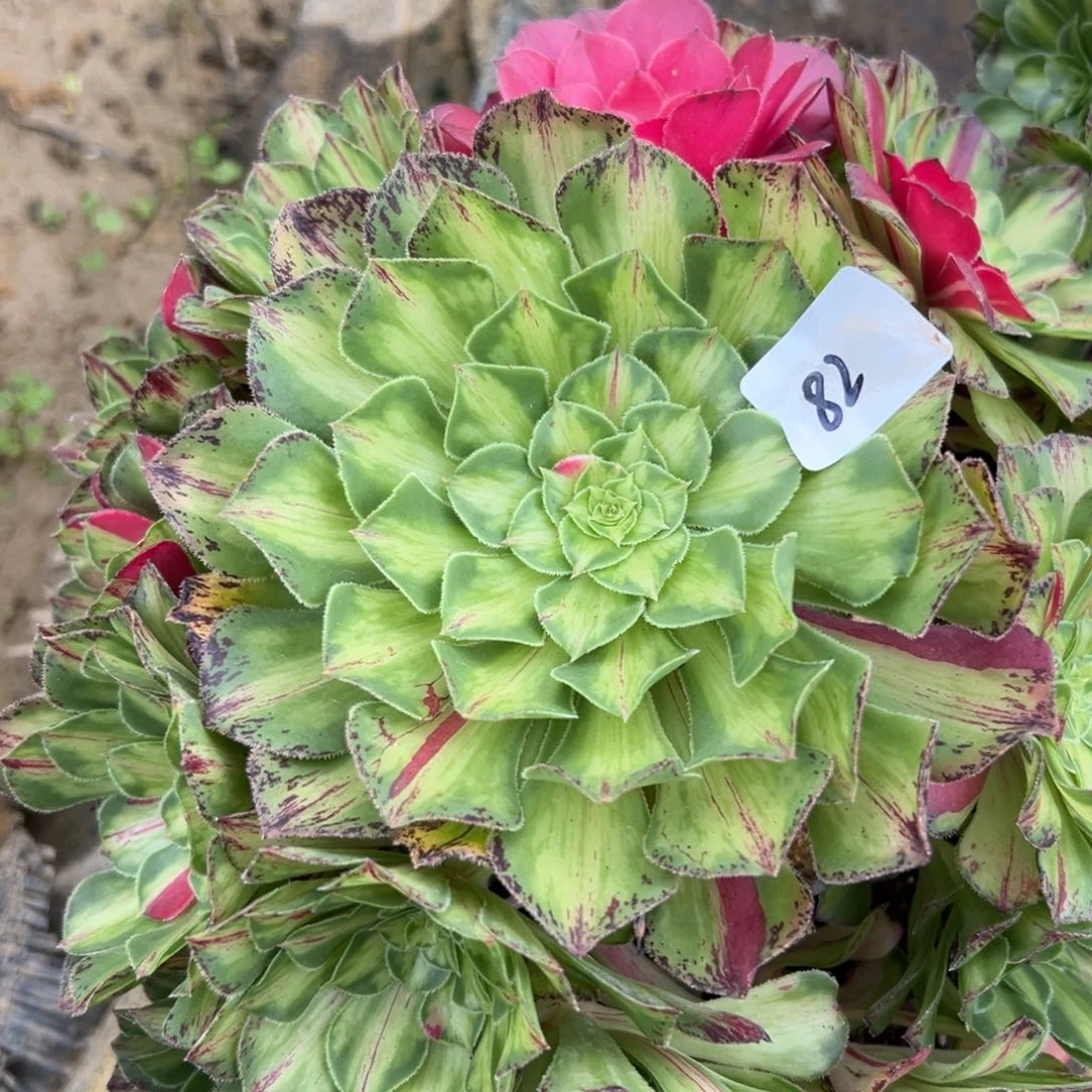 六*?82知否无根多肉植物系