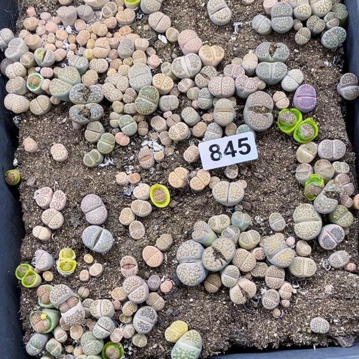 845 生石花一物一图如图