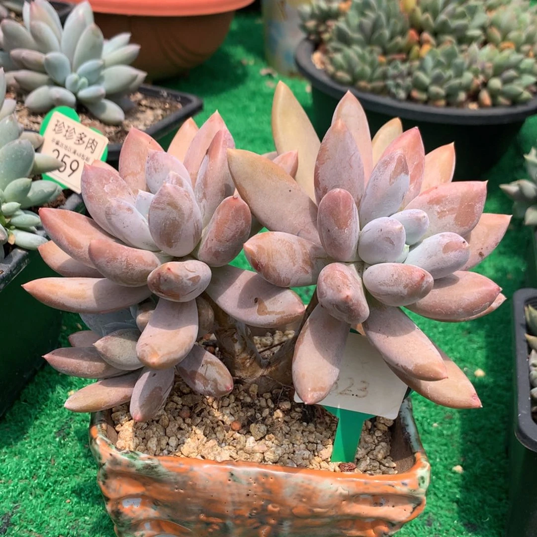 哥特萝莉大长腿母本323